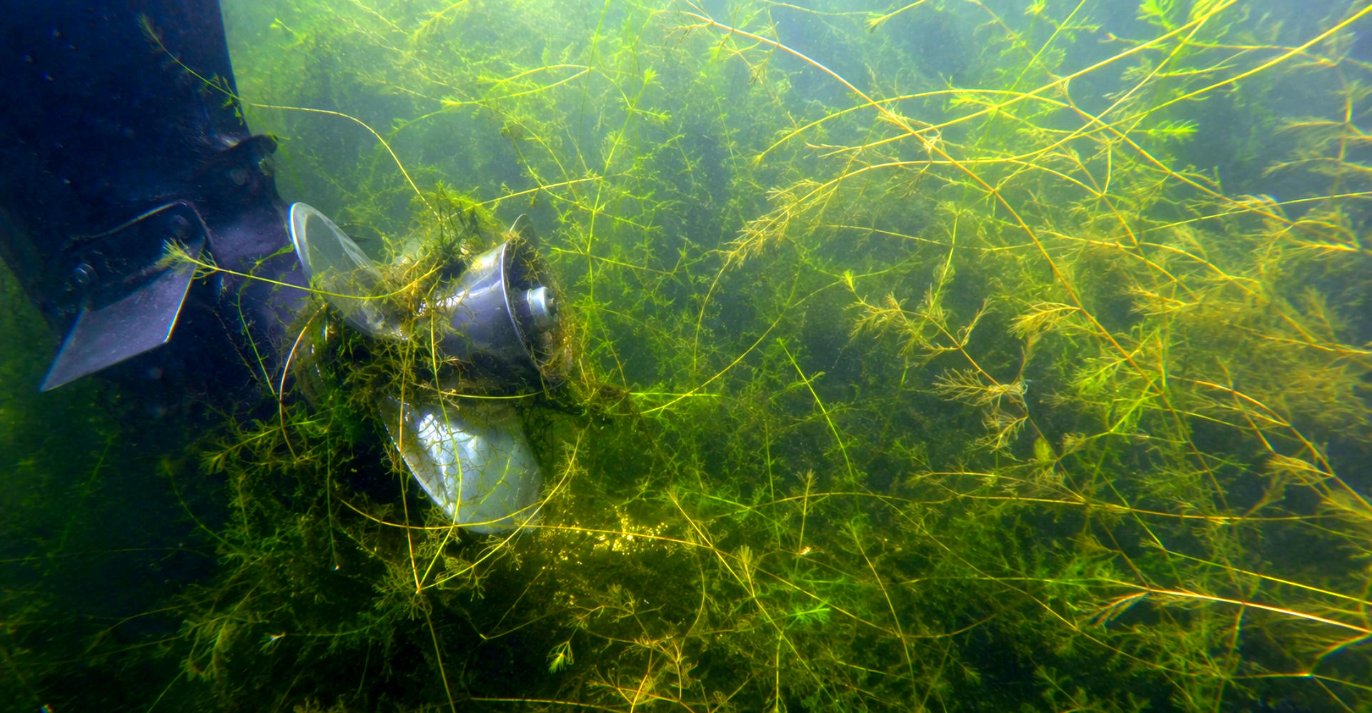Help waterplantenoverlast in kaart te brengen